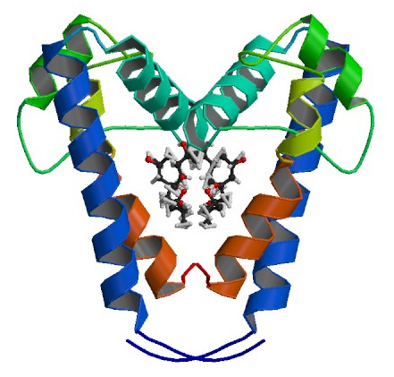 CD81